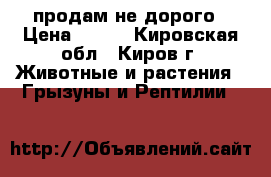 продам не дорого › Цена ­ 100 - Кировская обл., Киров г. Животные и растения » Грызуны и Рептилии   
